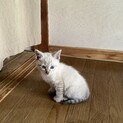 4月生まれの子猫