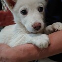 ー募集停止ですー　3ヶ月の可愛い子です。