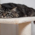 マヌルネコ風ヤマネコ風な優しい猫さん