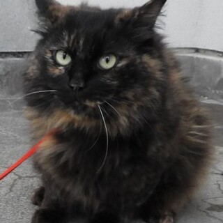 フワフワ長毛のあまえっ子ちゃん