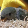 ケロミカ