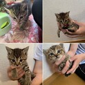 生後1ヶ月の子猫です