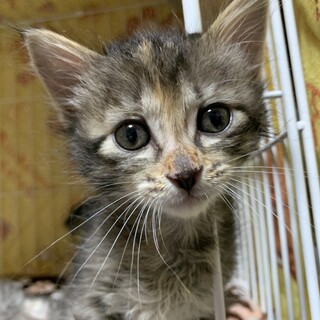 家族が出来ました♡尻尾真っ直ぐな女の子