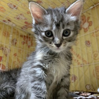 家族が出来ました♡尻尾短めサバトラ子猫♀