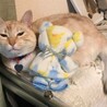 新しいおきにいりの場所みーつけた！