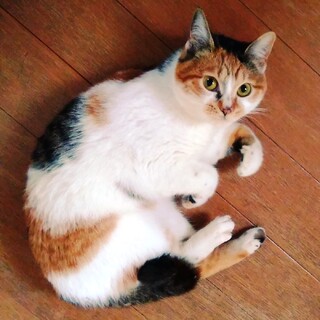 仮の名前は、「ひめ」です