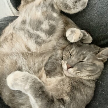 お膝大好きにゃんこさん