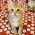 元気印、ひなのちゃん。