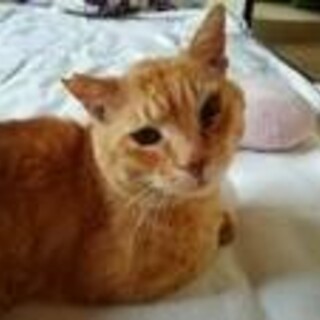 緊急里親募集中！