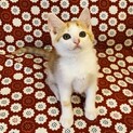 くりくりお目々のくるみちゃん。