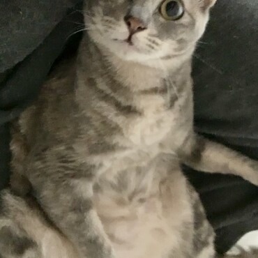 お膝の上で毛繕い中でした