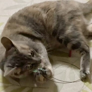 獲物ゲットだぜ、の顔