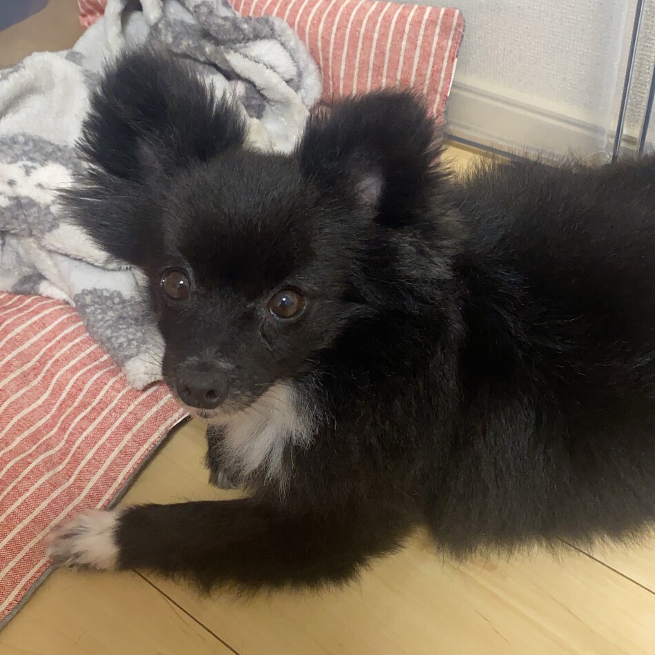クロエのカバー写真