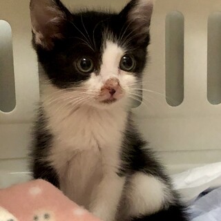 募集一時停止　ハチワレ女子⭐️まめ