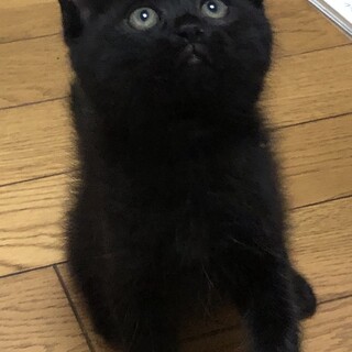募集停止丸顔黒猫男子⭐️えにし