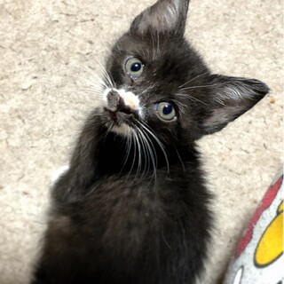 子猫なのに立派なチョビヒゲのカイトくん