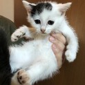 3匹の可愛い子猫ちゃん達