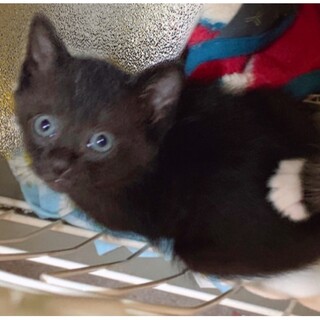 くまちゃんみたいなヤマトくん