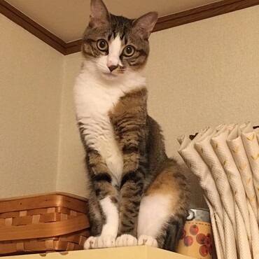 座り   うに