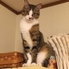 座り   うに