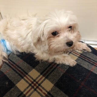 チョッピリ怖がりさんで大人しいブランシェちゃん♪