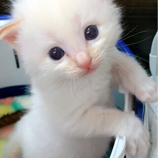 フワフワ半長毛モデルネコ級の可愛いさです