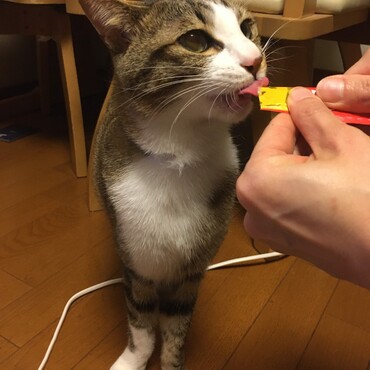 おやつを食べています