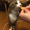 おやつを食べています