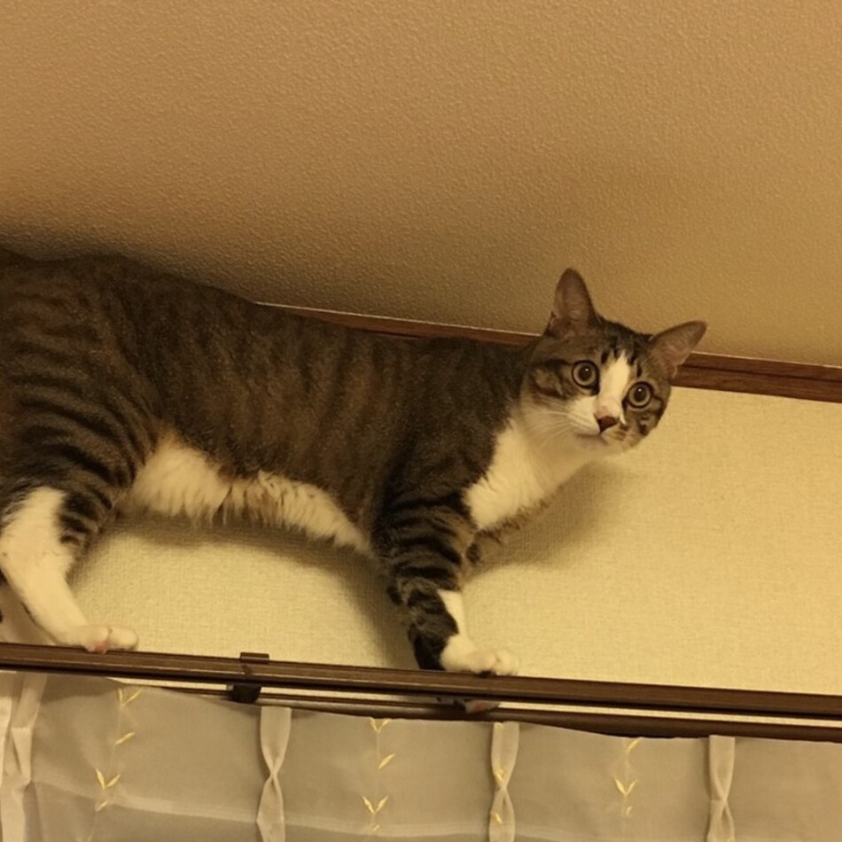 うにのカバー写真