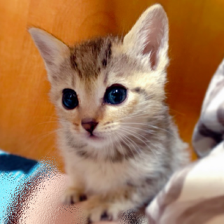 大きな瞳が超可愛いチュンちゃん