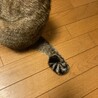 かぎしっぽです