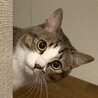 うにみつさん