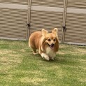 フラッフィーコーギーのロッキー君