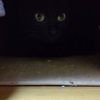 美しい黒豹です。