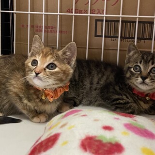 2匹一緒のお家探してます