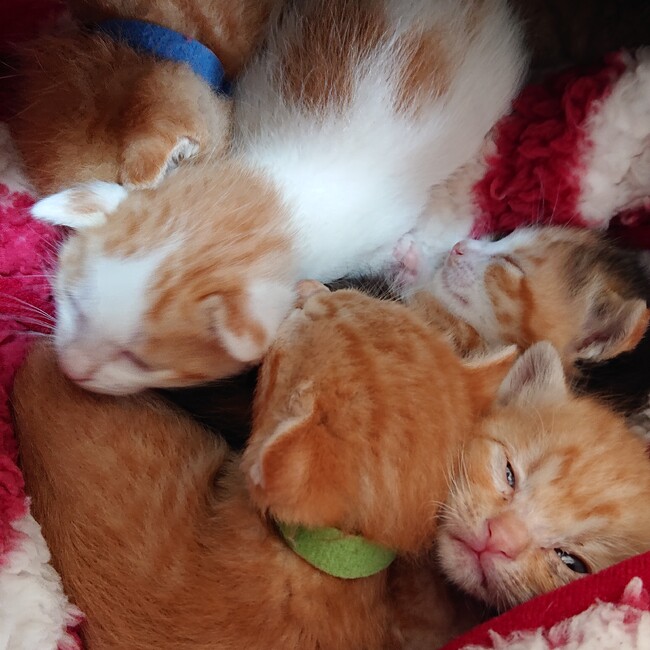 富岡さくら会のカバー写真