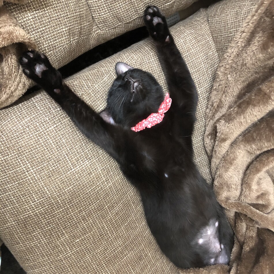 チョコのカバー写真