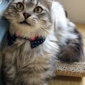 人馴れ、性格抜群に良し◎猫界のイケメン ぐれこ♂