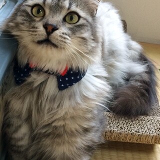 人馴れ、性格抜群に良し◎猫界のイケメン ぐれこ♂