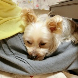 「本気噛みのその後」サムネイル2