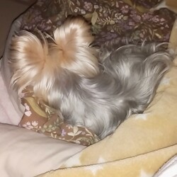 「本気噛みのその後」サムネイル3