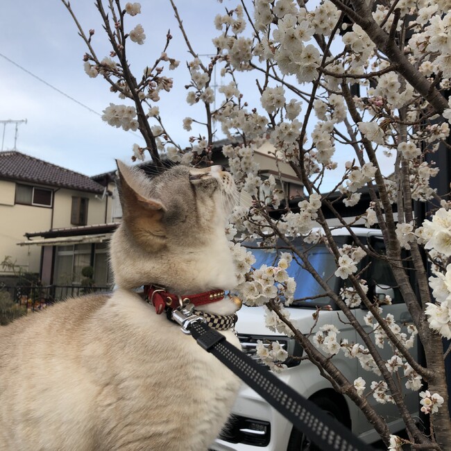 まあたろ♂のカバー写真