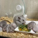 ロングヘアーゴールデンハムスターの赤ちゃん！