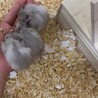 ロングヘアーゴールデンハムスターの赤ちゃん！ サムネイル2