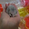 ロングヘアーゴールデンハムスターの赤ちゃん！ サムネイル4