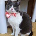スミレちゃん♀人馴れ抜群◎甘えん坊
