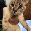 美猫！ブルーアイ甘えんぼラムちゃん１才