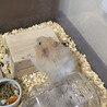 ロングヘアーゴールデンハムスターの赤ちゃん！ サムネイル6