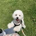 トイプードル おとね メス　１歳