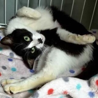 野ざらしケージで約2年を過ごした八重です